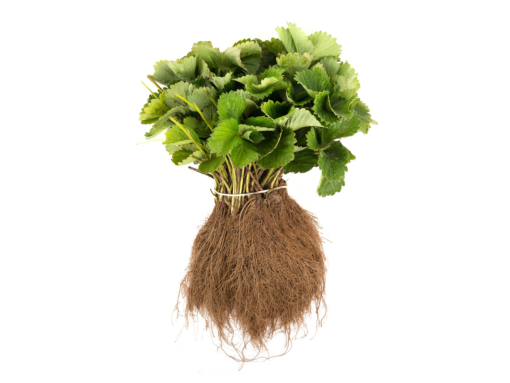 geboste verse aardbeiplanten 20 stuks