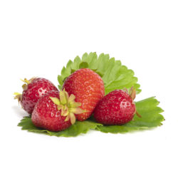 Lambada aardbeien van aardbeiplanten