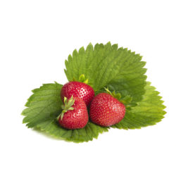 Faith aardbeien van aardbeiplanten