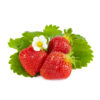 Favori aardbeien van aardbeienplanten