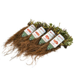 smulpakket aardbeienplanten
