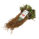 dikke frigo aardbeiplanten