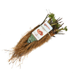 standaard frigo aardbeiplanten