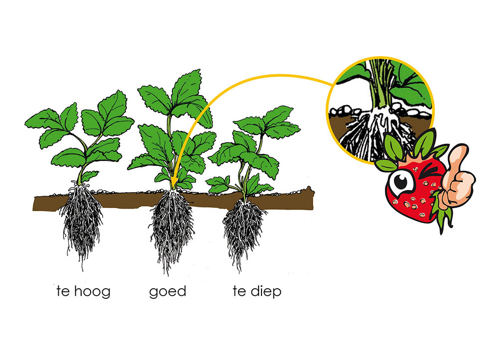 hoe diep plant je aardbeienplanten van aardbeiplantje.nl