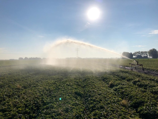 beregenen van aardbeiplanten