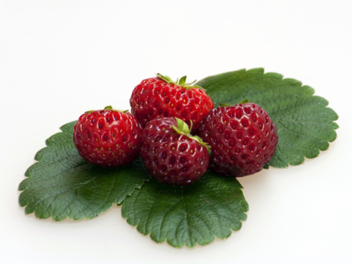 Mieze Schindler aardbeien van aardbeiplanten
