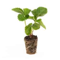 verse aardbeien powerplant