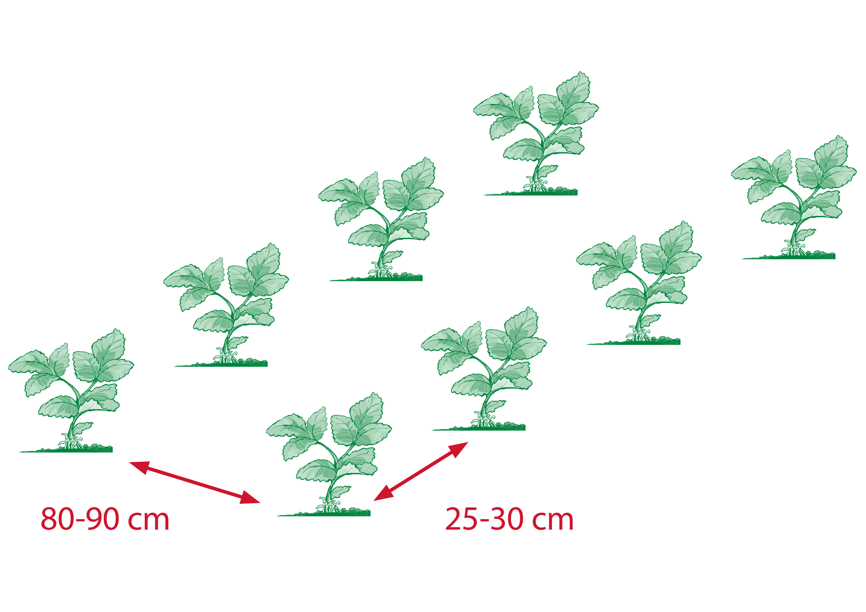 plantafstand van aardbeiplanten