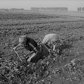 rooien van aardbeiplanten met Arnold Henselmans