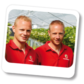 Joep en Joost Henselmans aardbeiplanten kwekers