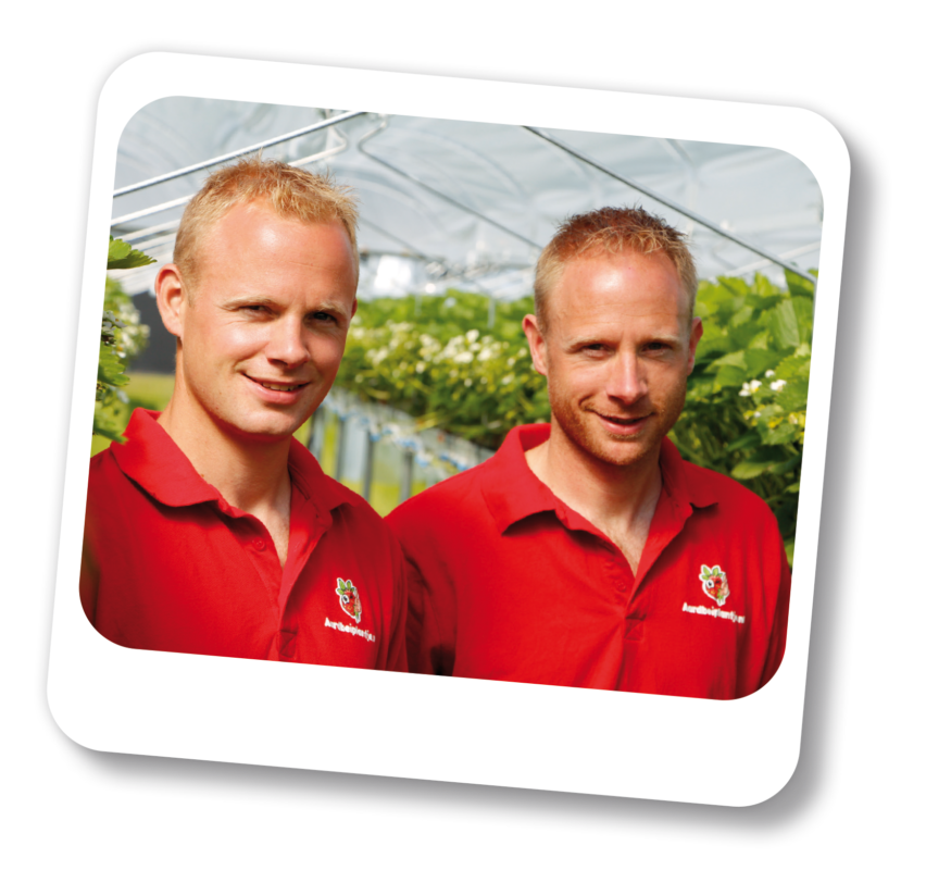 Joep en Joost Henselmans aardbeiplanten kwekers