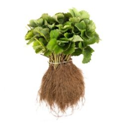 verse aardbei planten