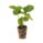 verse aardbeien powerplants