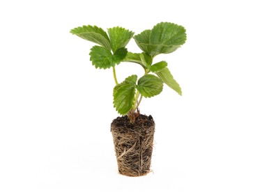 verse-opgepotte-planten verse aardbeien powerplants