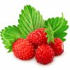Reine des Vallees aardbeien van aardbeienplant