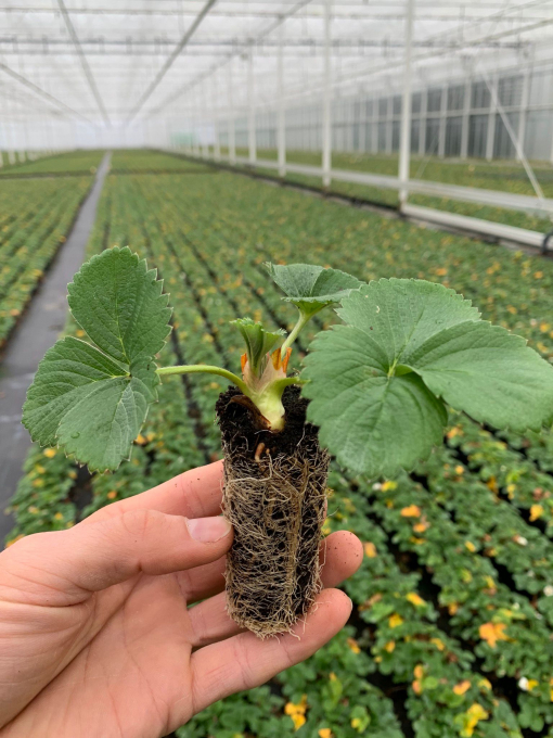 mini aardbei powerplant in de hand