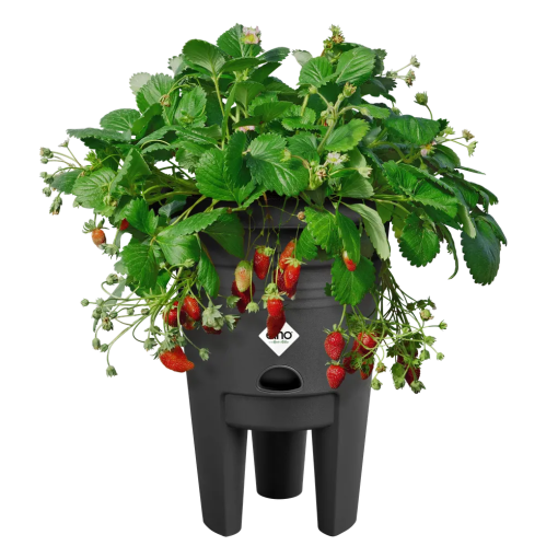elho Aardbeienpot – met bloeiende aardbeiplanten en rode aardbeien