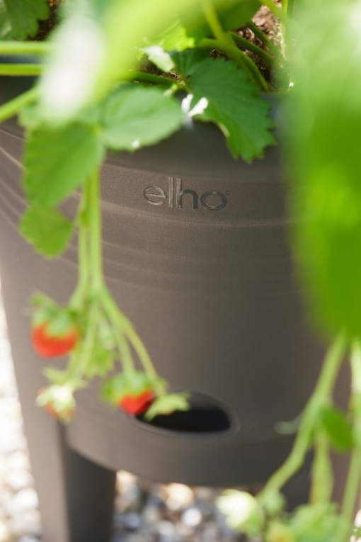 elho Aardbeienpot 33cm zwart – close-up afbeelding