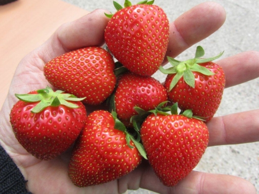 een handje vol met aardbeien bij aardbeiplantje,nl